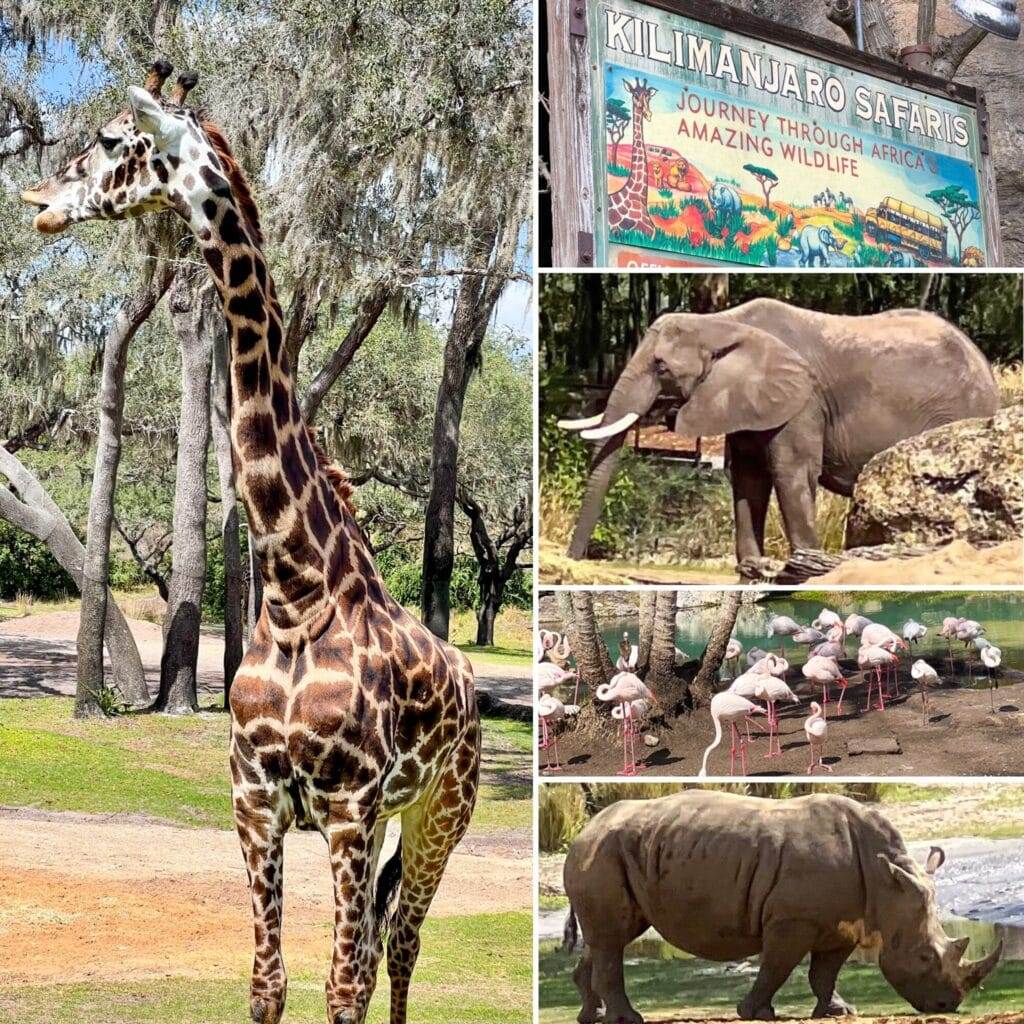 animals from the Kilimanjaro Safari in disney's animal kingdom