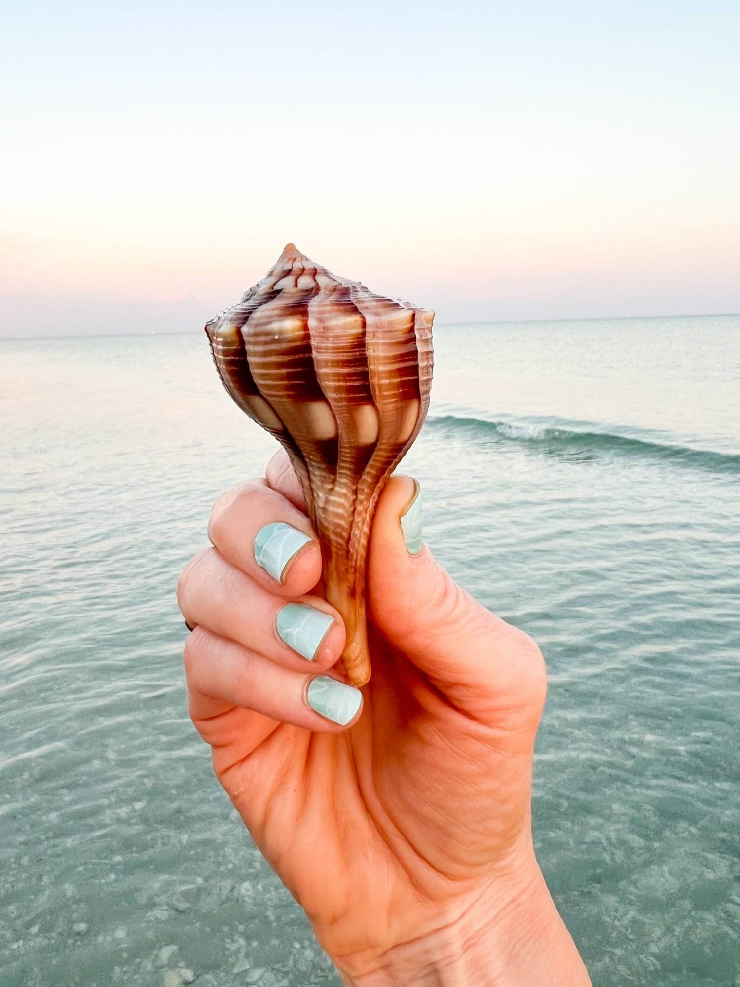 a day in my life at the beach always includes collecting seashells