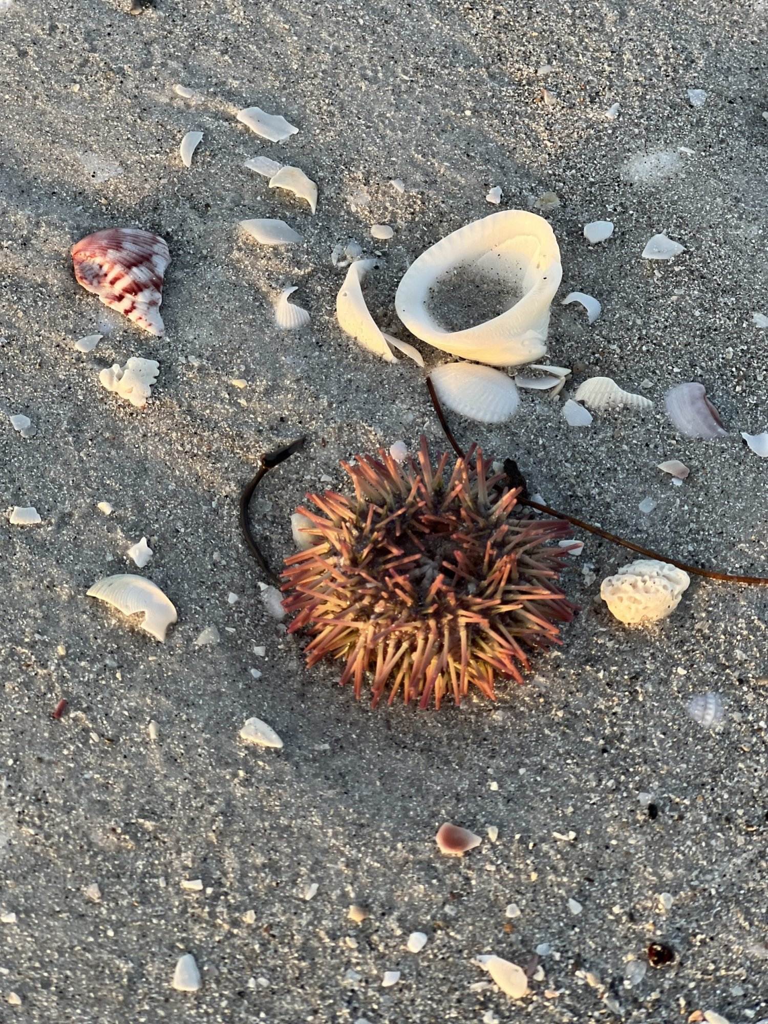 sea urchin sitting on the sand at the beach